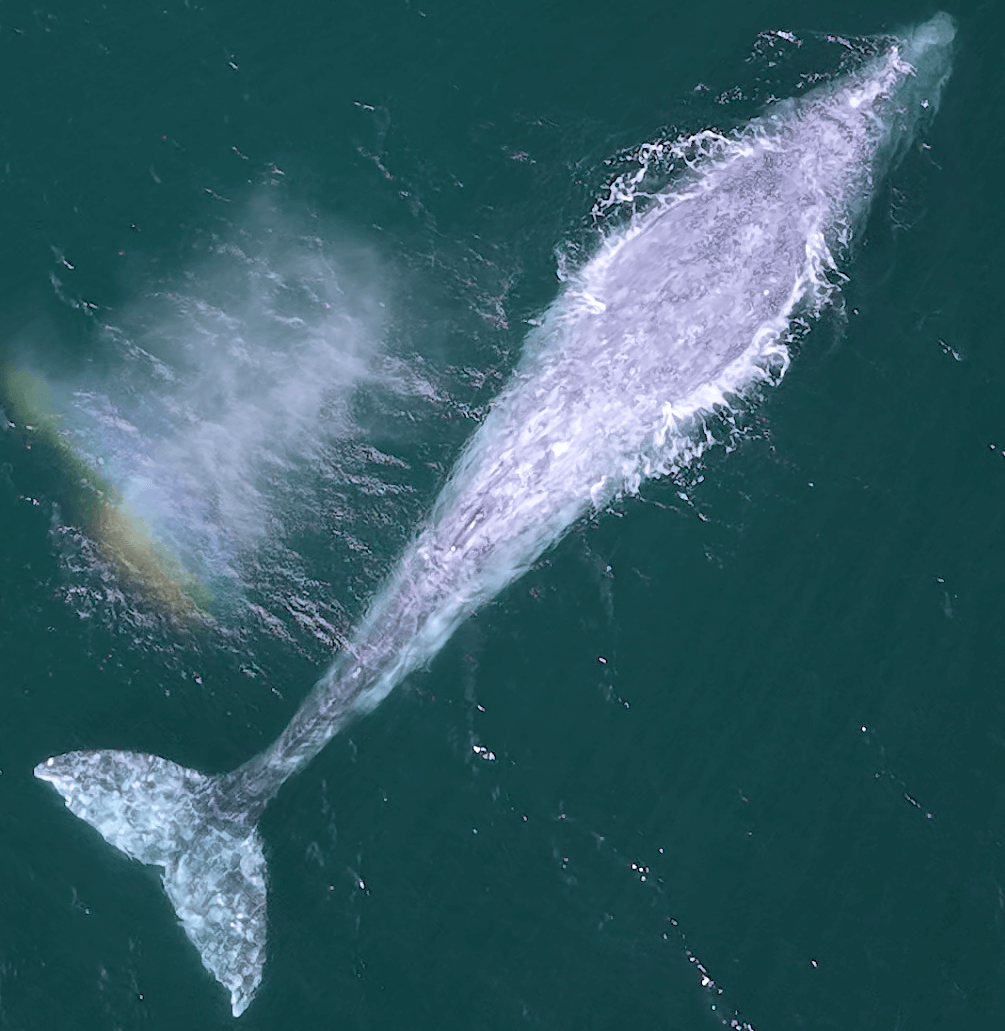Grey whale filmed from a drone