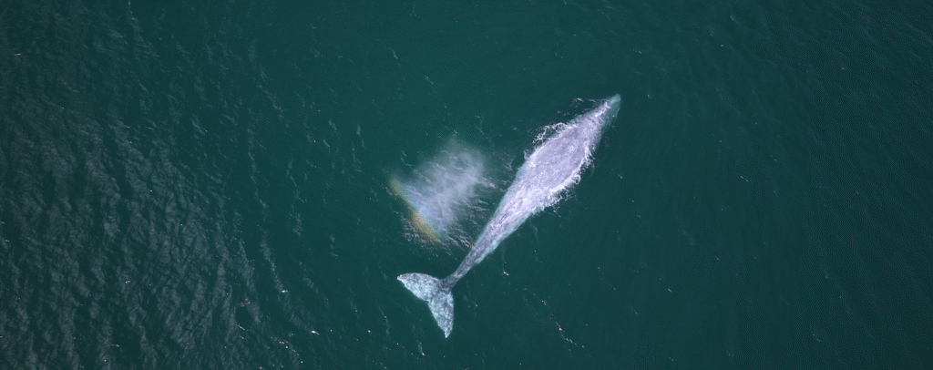 Ballena gris nadando